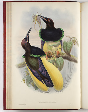 The Birds of New Guinea and the adjacent Papuan islands...