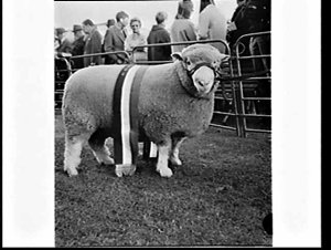 Champion sheep at the Sheep Show 1967, Sydney Showgroun...