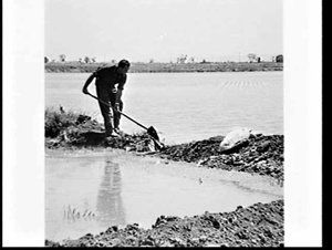 Draining a rice paddy, Murrumbidgee Irrigation Area, Le...