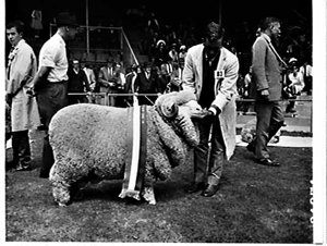 Sheep Show 1966, Sydney Showground