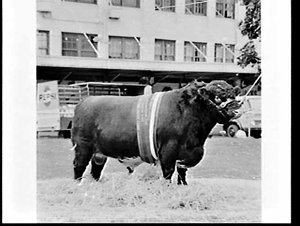 Champion bulls, Royal Easter Show 1967, Sydney Showgrou...