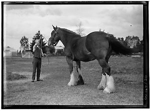Series 13: [Horses], ca. 1900-1950 / Hawkesbury Agricul...