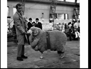 Grand champion extra strong wool merino, Sheep Show 197...