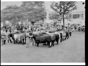 Bulls, Royal Easter Show 1969, Sydney Showground