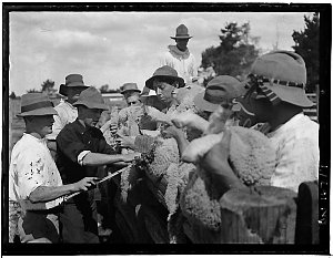 Series 19: [Sheep], ca. 1900-1950 / Hawkesbury Agricult...