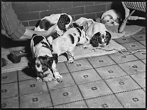 Pets at play. Mrs Stark's dogs / photographed by B. Ric...