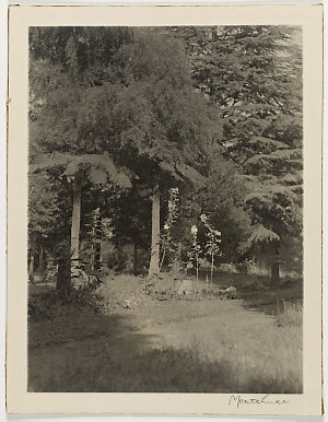 Photographs of the grounds of Dennarque, Mt. Wilson