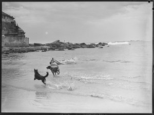 Horse swimming at Coogee / photographed by Lynch