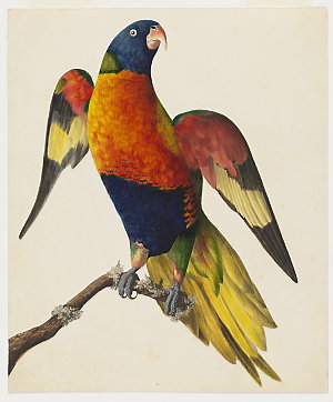 Item 2: [Rainbow lorikeet, ca. 1831-1855] / by unknown ...