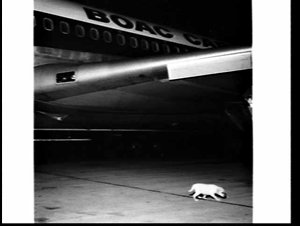 300 puppies arrive on a Boac cargo flight, Mascot