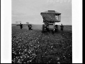 Harvesting cotton on the property Woodside, Griffith