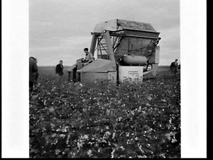Harvesting cotton on the property Woodside, Griffith