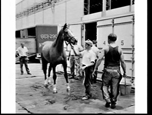 Racehorses housed in a container arrive on the container ship Discovery Bay, White Bay terminal
