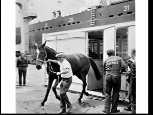 Racehorses housed in a container arrive on the containe...