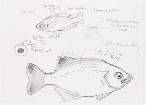 Series 57: Turtles and miscellaneous, 1991-2005 / drawn...