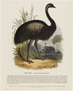 The Emeu [Emu]. Casuarius Novae Hollandiae