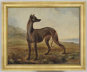 Kangaroo dog owned by Mr Dunn of Castlereagh Street, Sy...