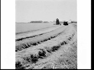 Rice harvesting on Graham Blight property, Riverina