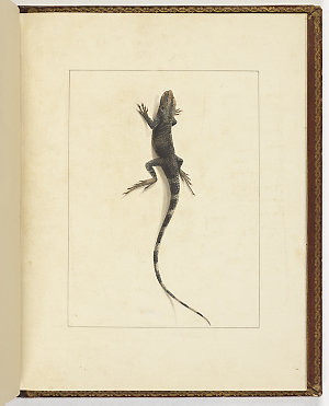 f. 31 : Muricated Lizard