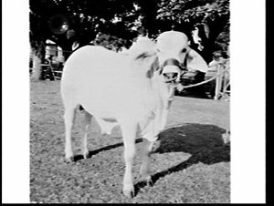 Bulls, Royal Easter Show 1971, Sydney Showground