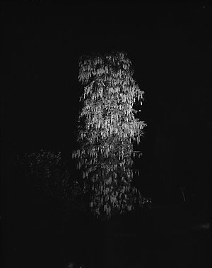 File 34: Wisteria tree/night, Castlecrag, September 198...