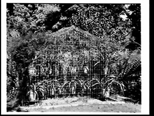 Weldmesh fern house, Killara