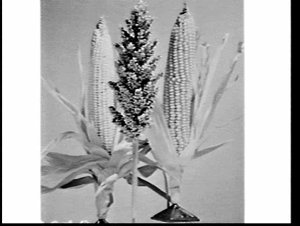 APA studio photograph of ears of corn showing effects o...
