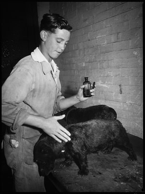 Scotch Terriers at dogs home, 20 December 1945 / photog...