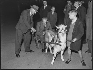 Forbes Cup and goat race, 22 June 1945 / photographed b...