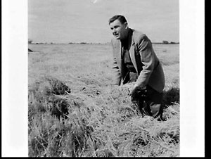 Harvesting rice on Ian Davidge's property, Griffith