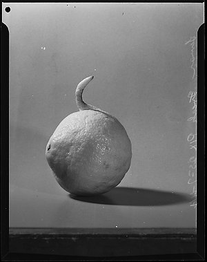 Carrot freak and lemon freak, 25 July 1944 / photograph...