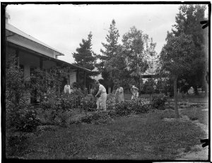 Series 14: [Land preparation and harvesting, ca. 1900-1...