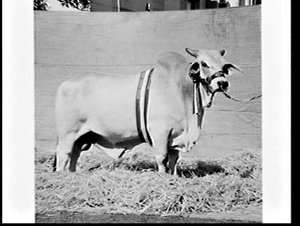Prize-winning Santa Gertrudis bull, Royal Easter Show, ...