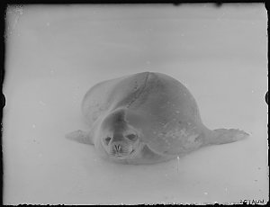 Q396: Weddell seal / Andrew D. Watson