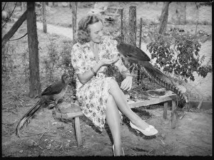 Lyre Bird series - Springwood, 28 February 1939 / photo...