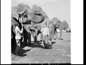 Two handicapped boys wash elephants