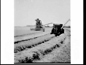Rice harvesting on Graham Blight property, Riverina