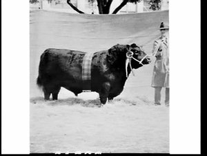 Bulls, Royal Easter Show 1969, Sydney Showground