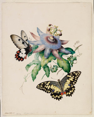 [Butterflies with passionfruit flower], 1854 / Helena S...