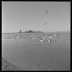 File 11: Pelicans, [1950s-August 1983] / photographed b...