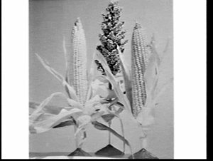 APA studio photograph of ears of corn showing effects o...