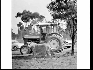 Ford tractor photographed at Warragamba Lion Park