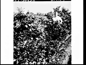 Experiment at Yanco Agricultural College and Research S...