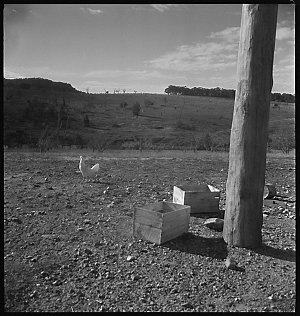 File 08: Landscape with hen, 1950s / photographed by Ma...