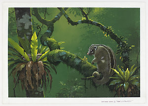 Item 55: Dust jacket design for Visions of a rainforest...