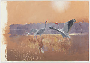 Item 14: Sarus Cranes idea, [1947-2015 / painted by Wil...