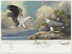 Item 42: Sea Eagles, [1947-2015 / painted by William T....