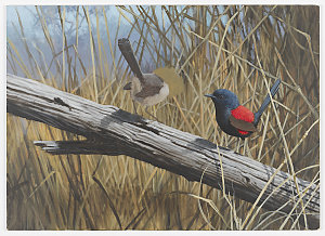 Item 19: Red-backed Wrens, [1947-2015 / painted by Will...