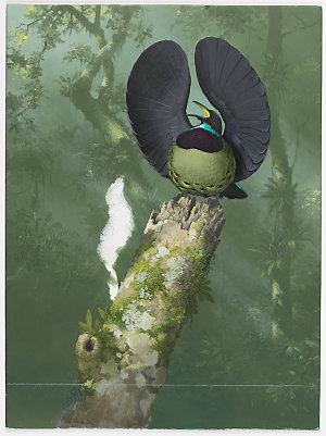 Item 46: Victoria's Riflebird, [1947-2015 / painted by ...
