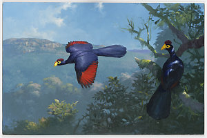 Item 47: Ross's Turaco, [1947-2015 / painted by William...